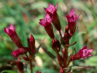 Gentianella amarella