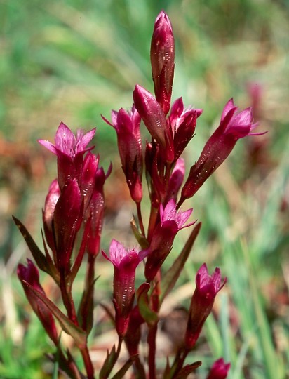 Gentianella amarella