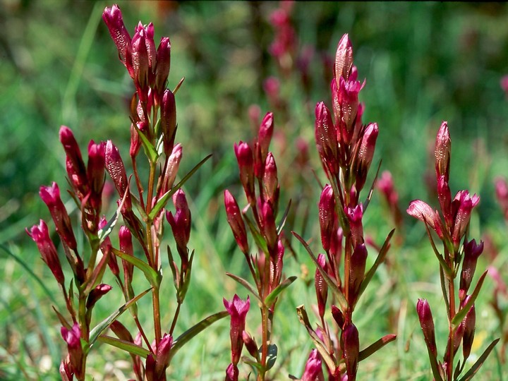 Gentianella amarella