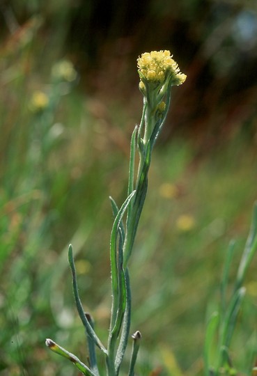 Helichrysum arenarium