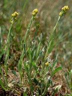 Helichrysum arenarium