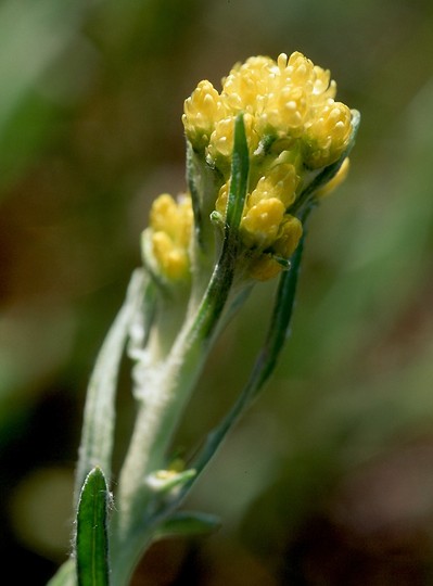 Helichrysum arenarium