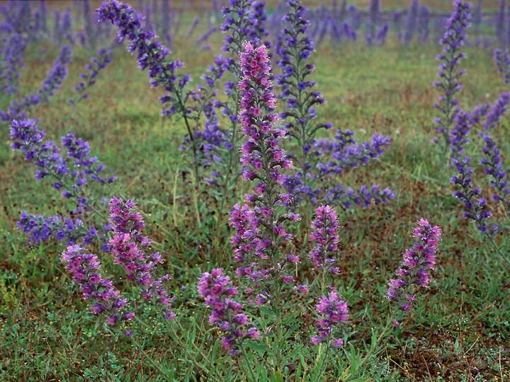 Echium vulgare