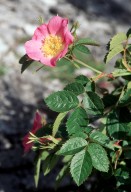 Rosa rubiginosa