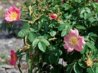 Rosa rubiginosa