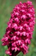 Anacamptis pyramidalis