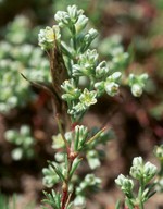 Scleranthus perennis