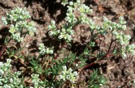 Scleranthus perennis