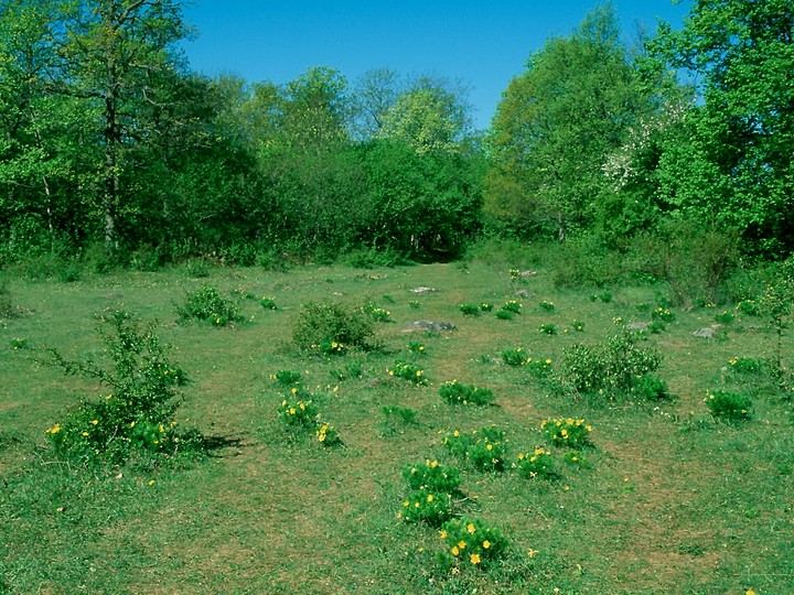 Adonis vernalis