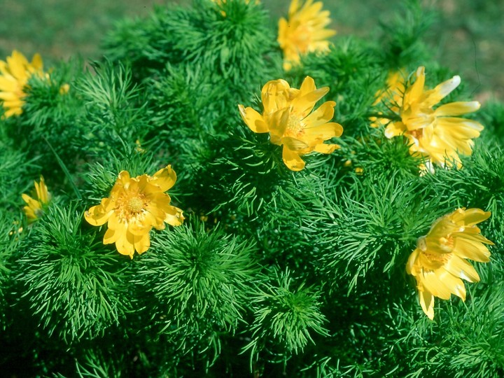 Adonis vernalis