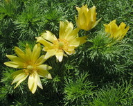 Adonis vernalis