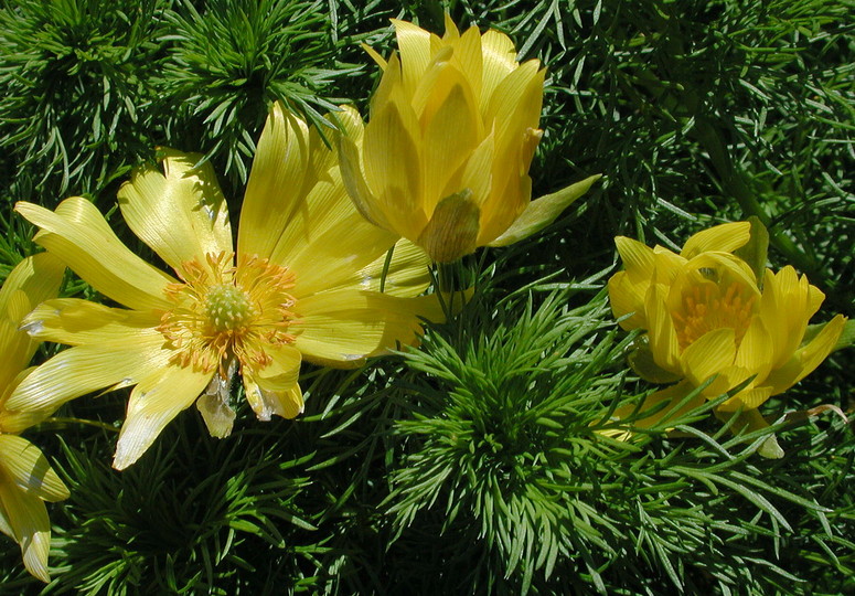 Adonis vernalis