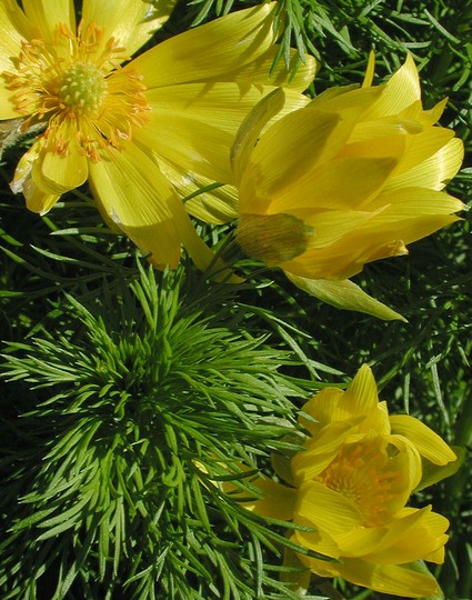 Adonis vernalis