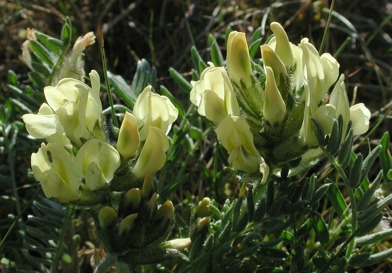 Oxytropis campestris