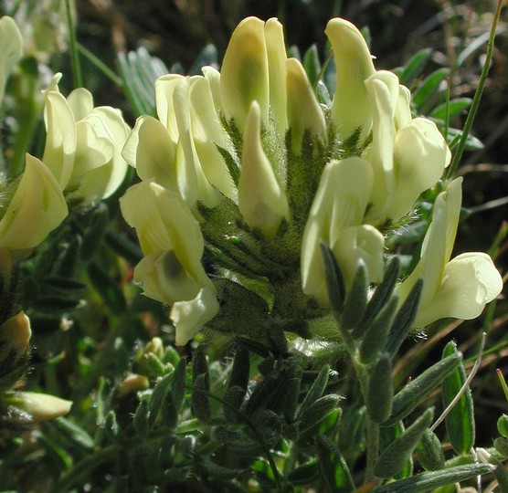 Oxytropis campestris