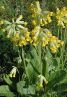 Primula veris