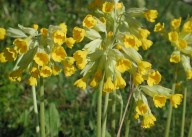 Primula veris