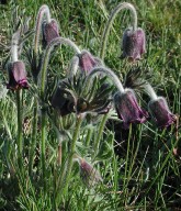 Pulsatilla pratensis