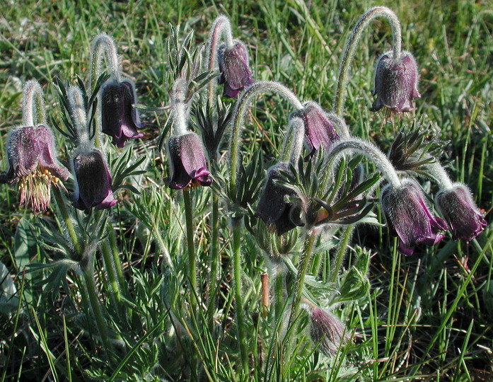 Pulsatilla pratensis