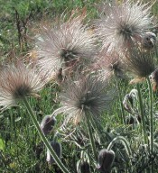 Pulsatilla pratensis