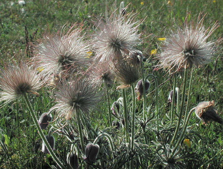 Pulsatilla pratensis