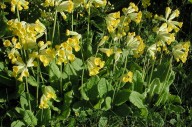 Primula veris