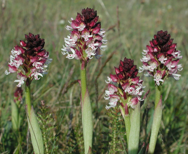 Orchis ustulata