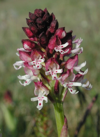 Orchis ustulata