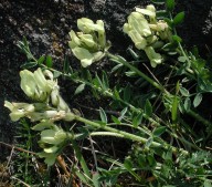 Oxytropis campestris