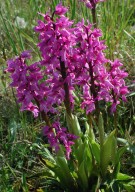 Orchis mascula