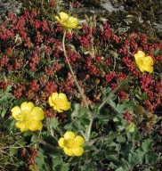 Ranunculus bulbosus