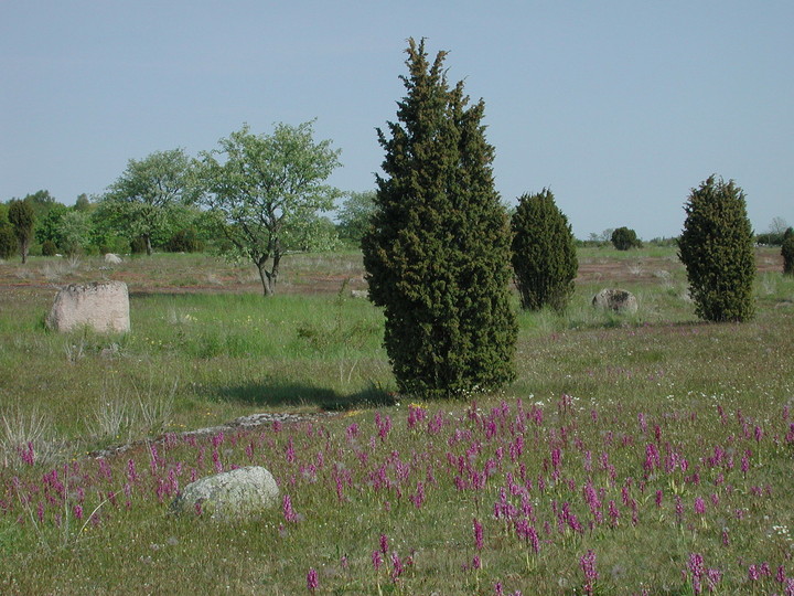 Orchis mascula