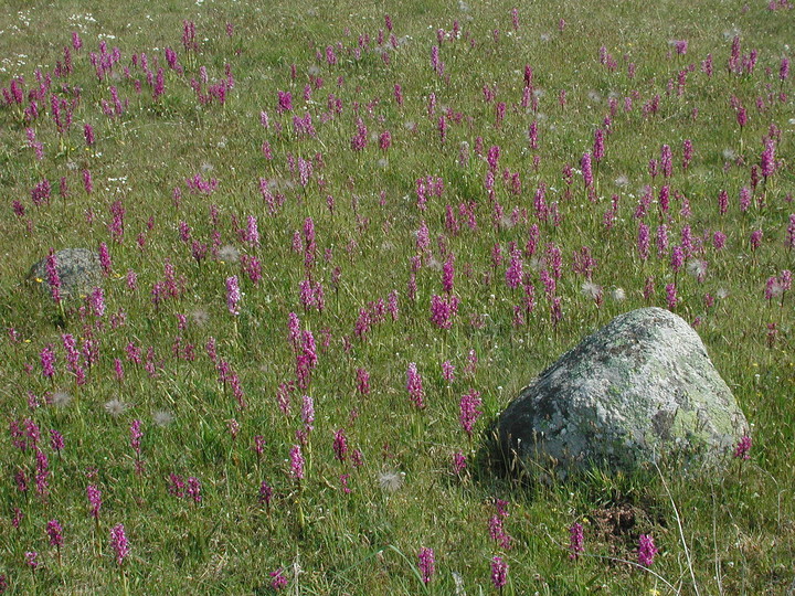 Orchis mascula