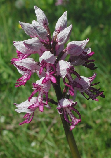 Orchis militaris