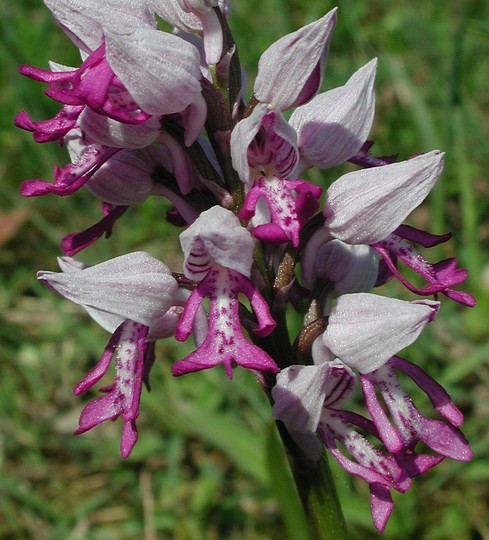 Orchis militaris