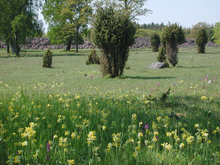 Primula veris