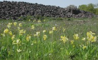 Primula veris