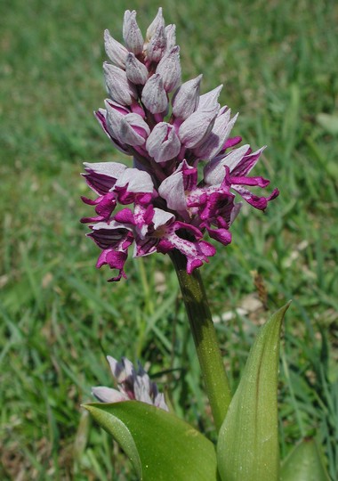 Orchis militaris