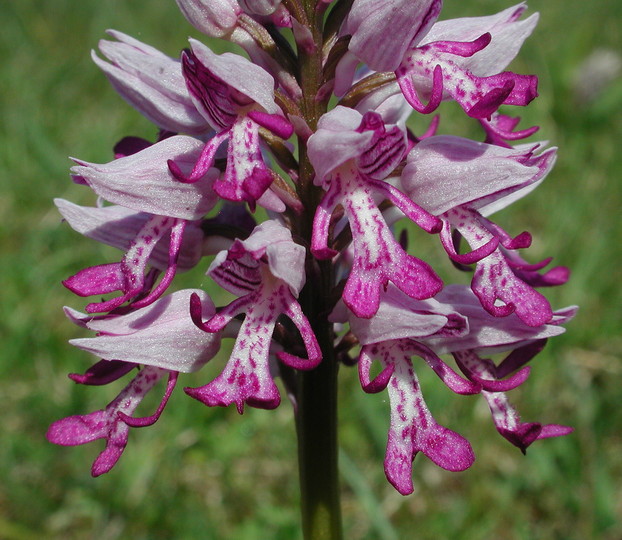 Orchis militaris