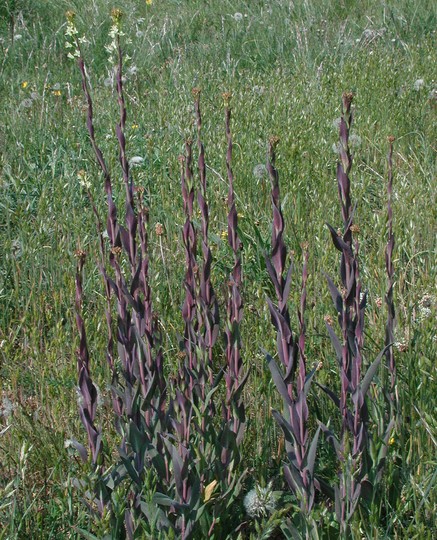 Arabis glabra