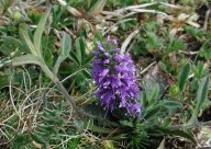 Veronica spicata