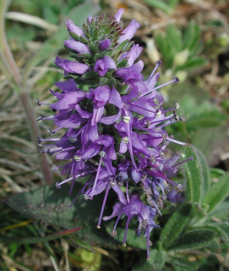 Veronica spicata