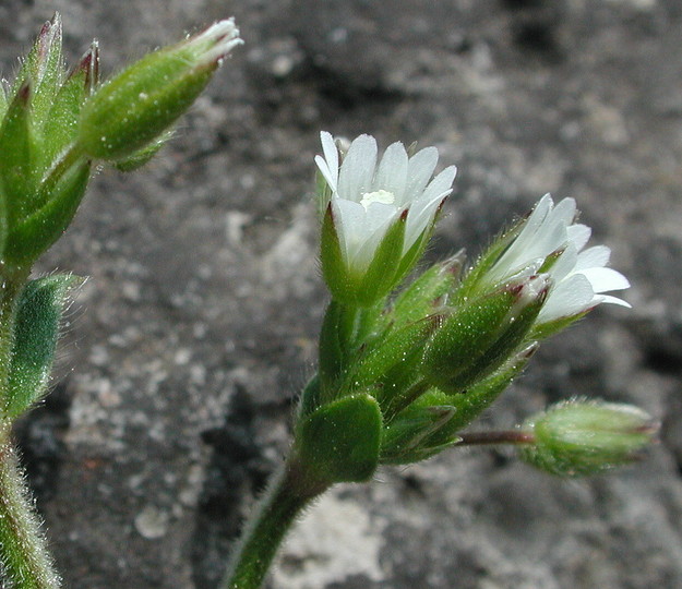 Cerastium fontanum ssp. triviale