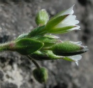 Cerastium fontanum ssp. triviale