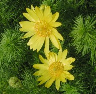 Adonis vernalis