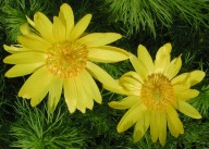 Adonis vernalis