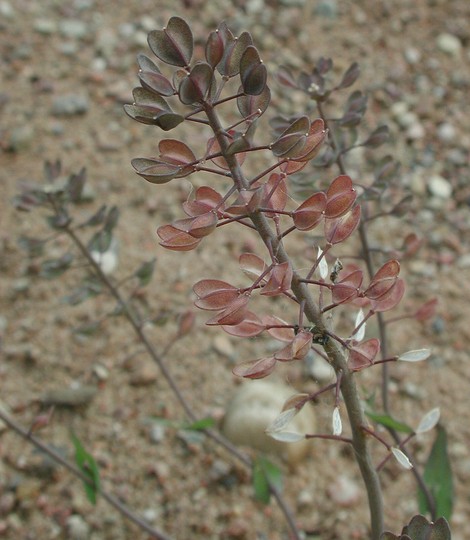 Thlaspi perfoliatum