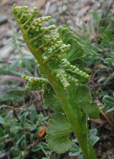 Botrychium lunaria