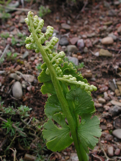 Botrychium lunaria