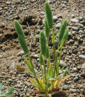 Phleum arenarium